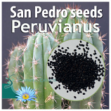 Trichocereus Peruvianus seeds