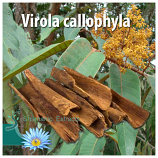 Virola callophyla