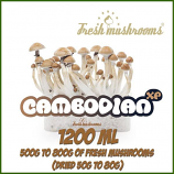 Cambodian 1200ml Grow Kit Freshmushrooms