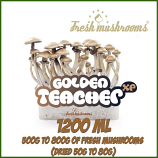 Golden Teacher 1200ml Grow Kit Freshmushrooms