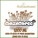 Mazatapec 1200ml Grow Kit Freshmushrooms