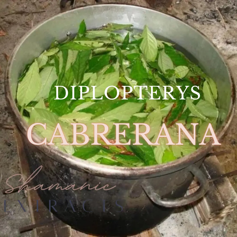 diplopterys cabrerana