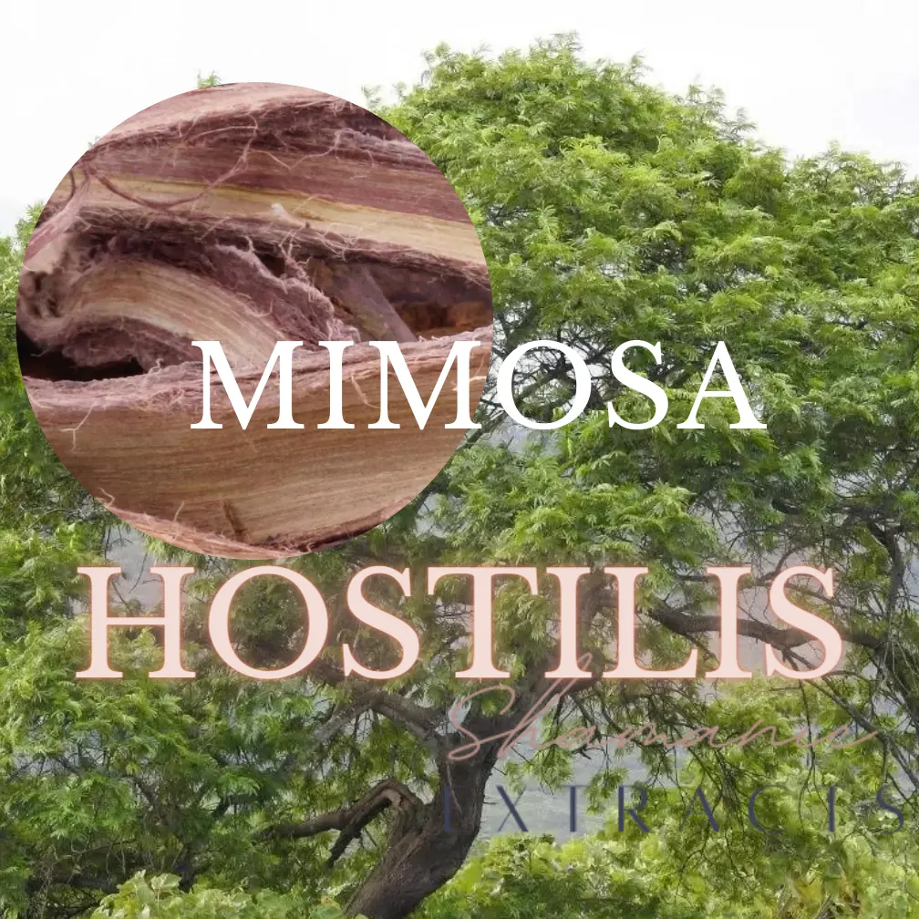 Mimosa Hostilis or Tenuiflora rootbark